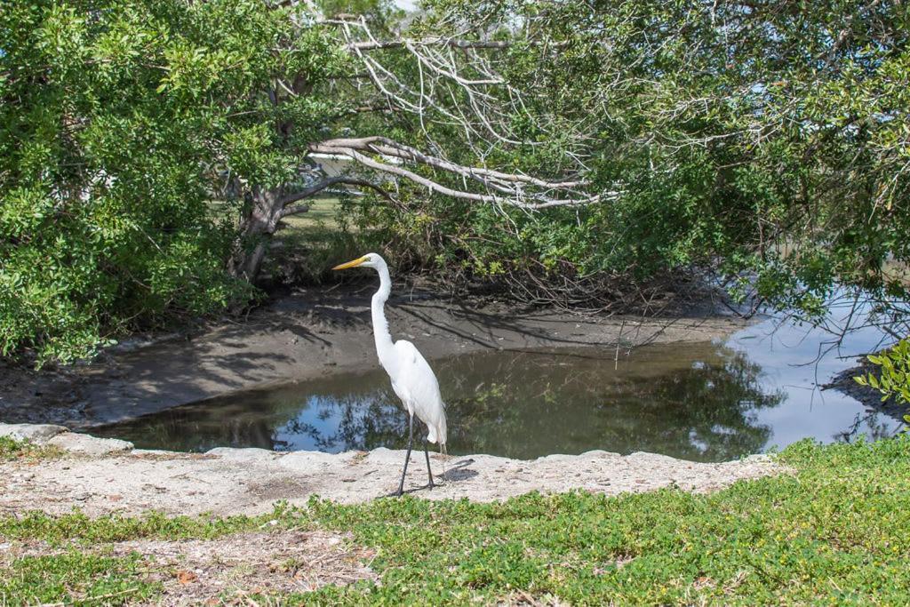 Marsh Front Birders Paradise Close To Beaches And Downtown St. Augustine Extérieur photo